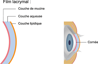Diagramme du film lacrymal
