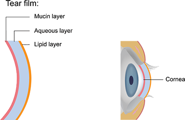 eye